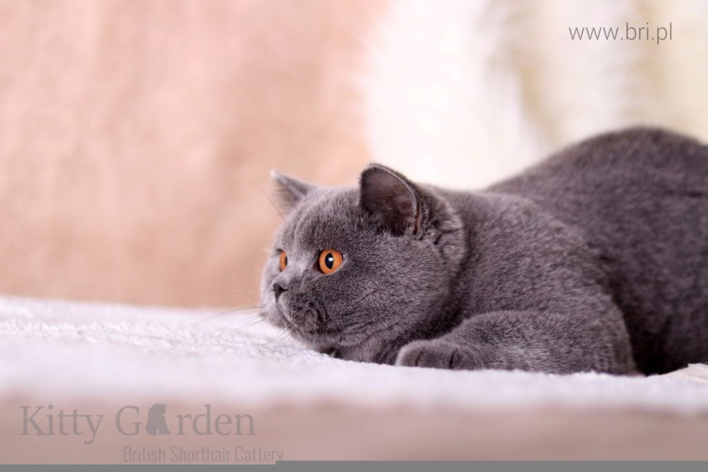 Isadora Empire of CatRU