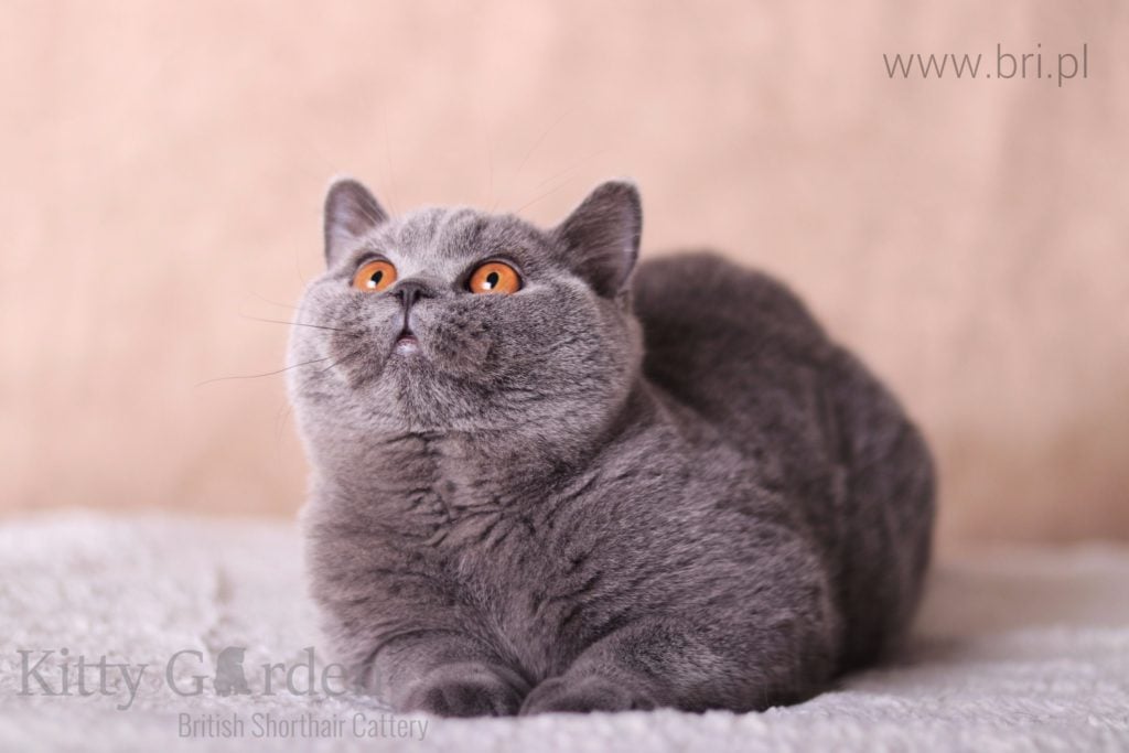 Isadora Empire of CatRU