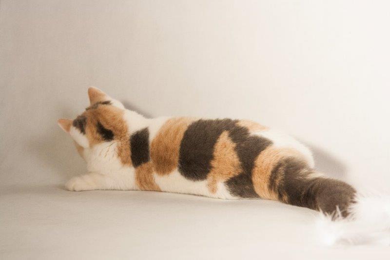 CH ALPHA ROSE Kitty Garden*PL - KASTRAT