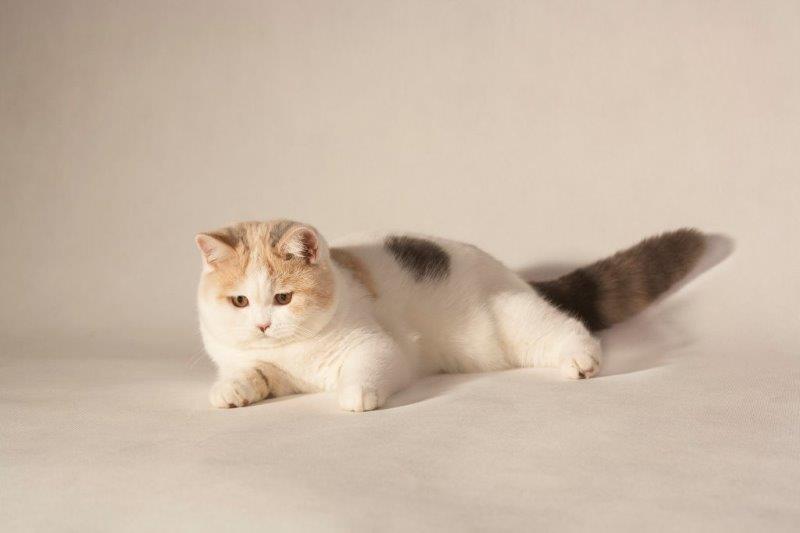 CH ALPHA ROSE Kitty Garden*PL - KASTRAT