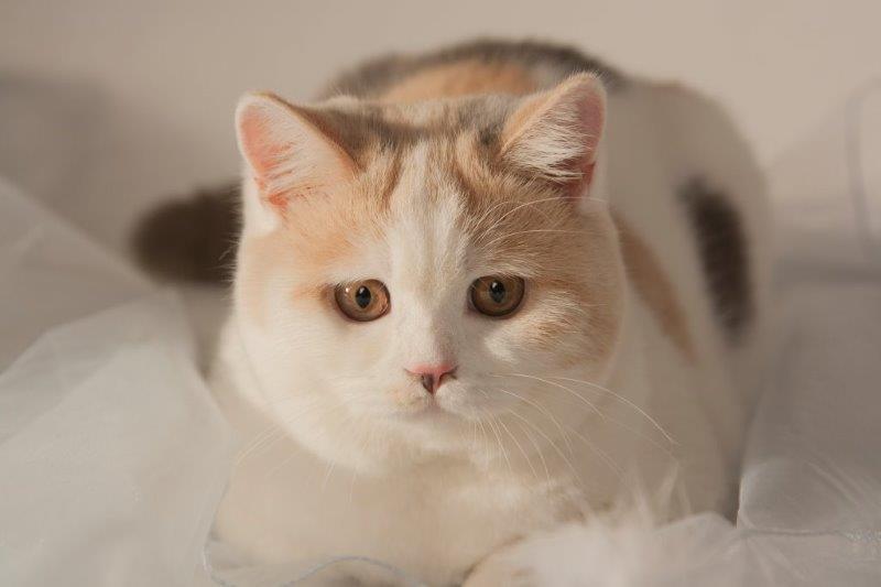 CH ALPHA ROSE Kitty Garden*PL - KASTRAT