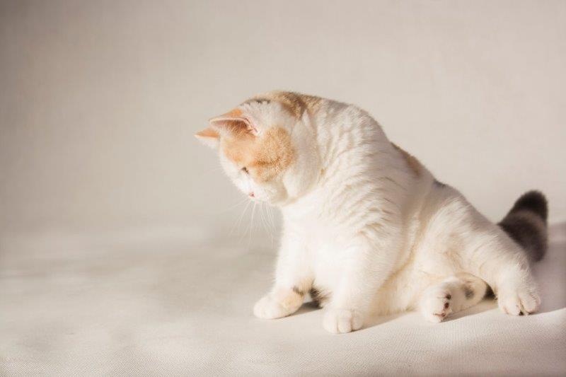 CH ALPHA ROSE Kitty Garden*PL - KASTRAT