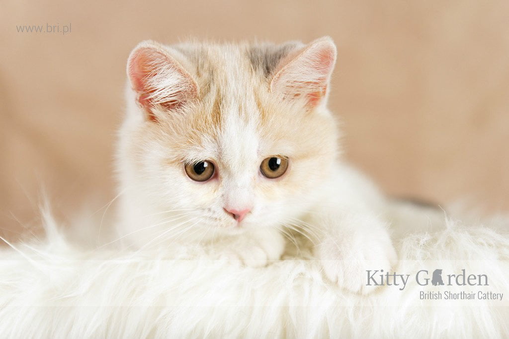 CH ALPHA ROSE Kitty Garden*PL - KASTRAT