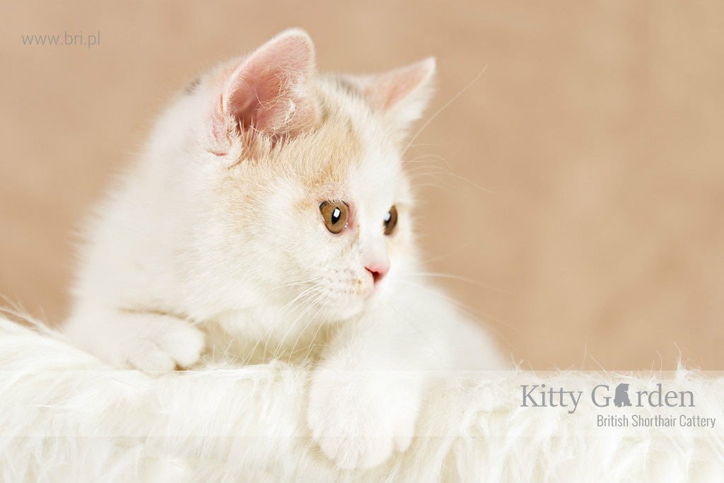 CH ALPHA ROSE Kitty Garden*PL - KASTRAT