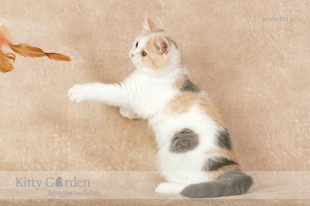 CH ALPHA ROSE Kitty Garden*PL - KASTRAT