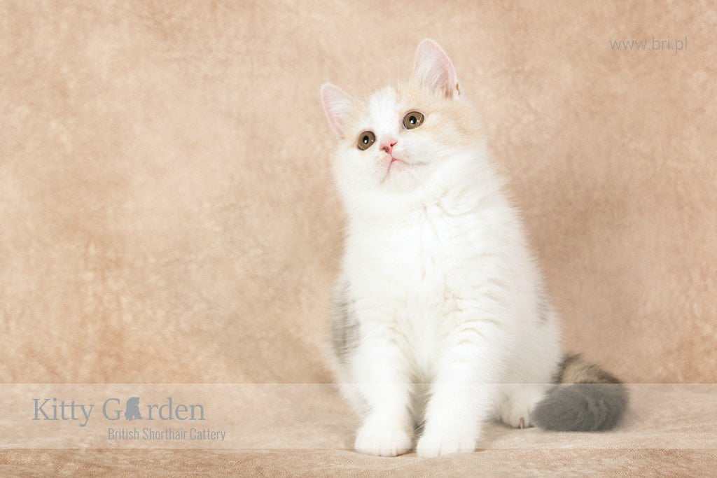 CH ALPHA ROSE Kitty Garden*PL - KASTRAT