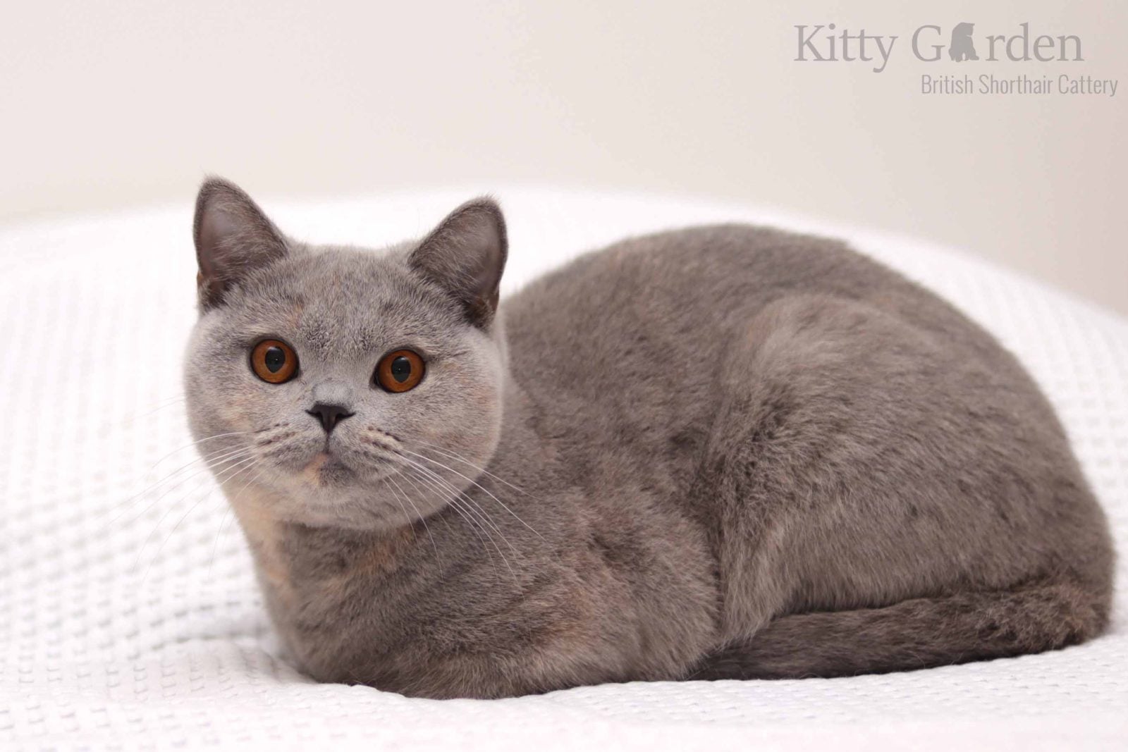 Da Dama Kitty Garden*PL