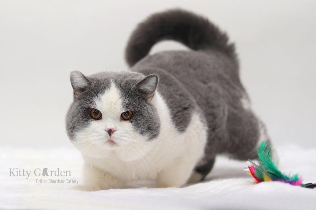 GIC Alpha Cesar Kitty Garden*PL