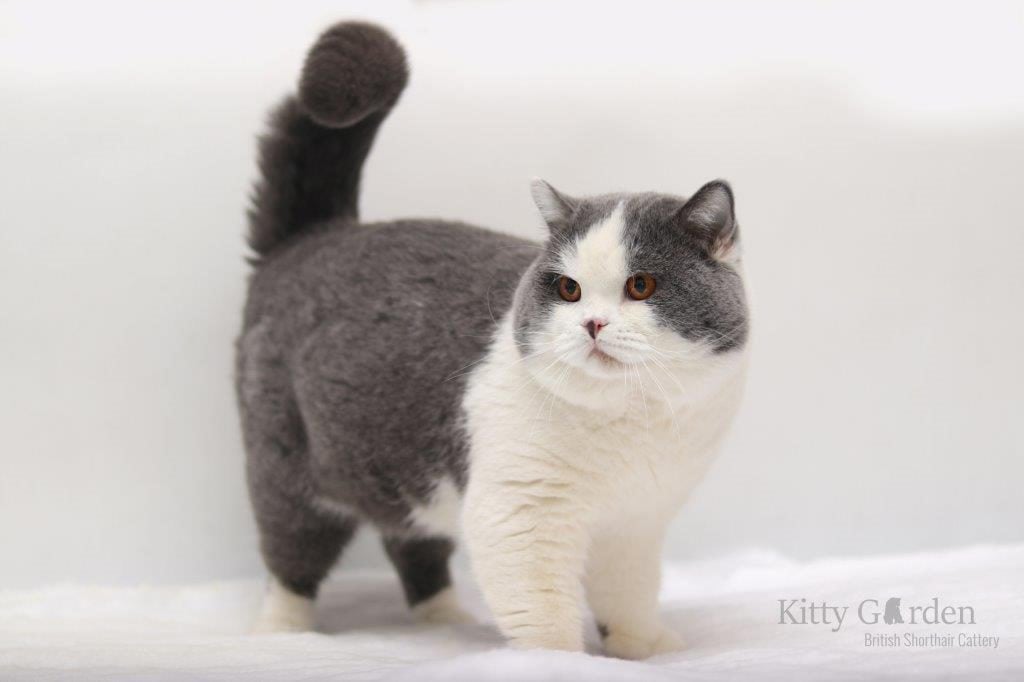 GIC Alpha Cesar Kitty Garden*PL