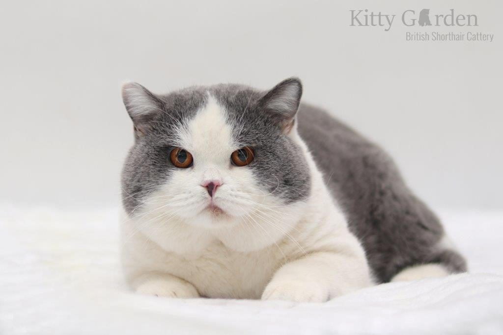 GIC Alpha Cesar Kitty Garden*PL