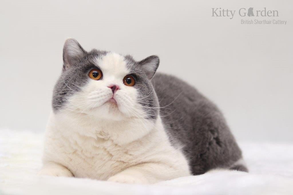 GIC Alpha Cesar Kitty Garden*PL