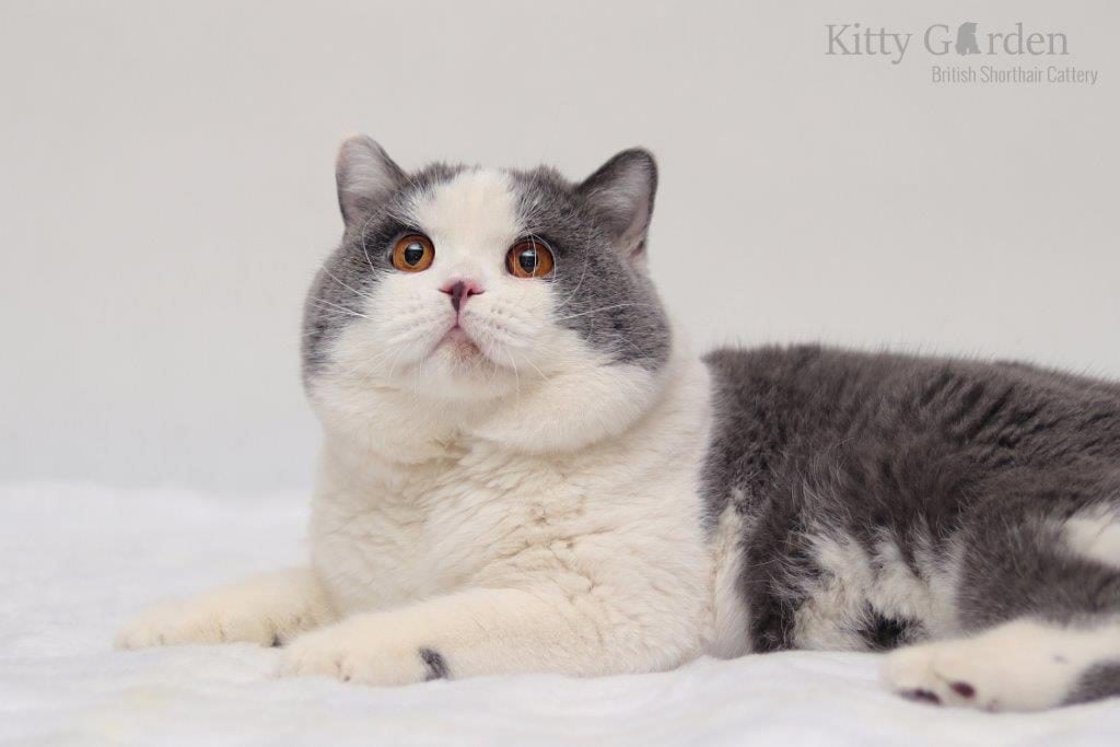 GIC Alpha Cesar Kitty Garden*PL