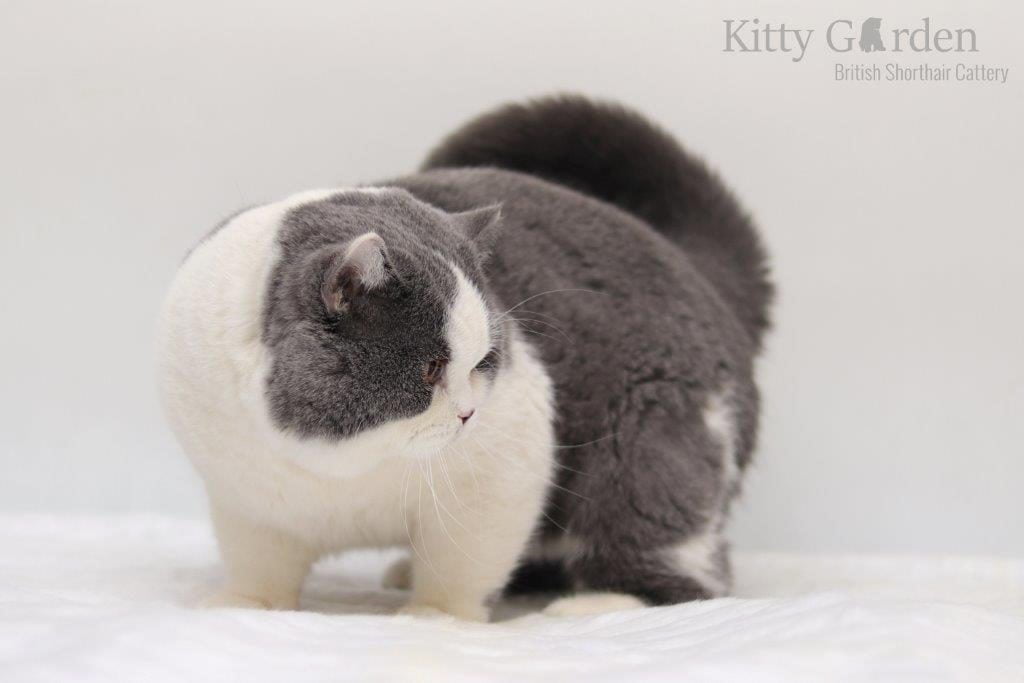 GIC Alpha Cesar Kitty Garden*PL