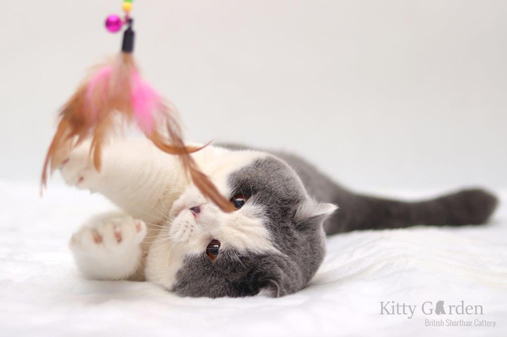 GIC Alpha Cesar Kitty Garden*PL