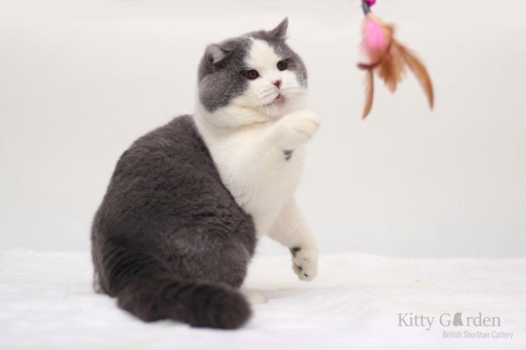 GIC Alpha Cesar Kitty Garden*PL