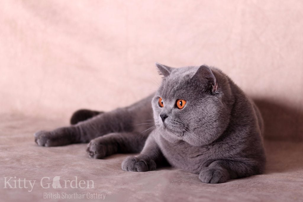 IC Gregor von Walder (DE)