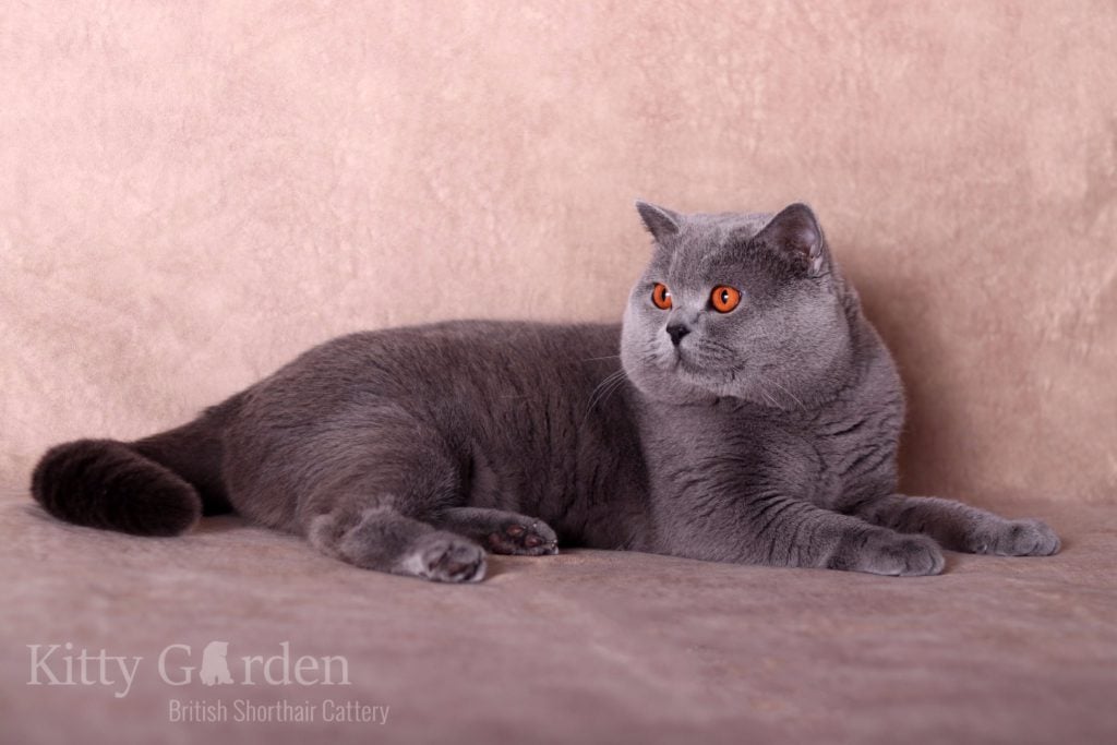 IC Gregor von Walder (DE)