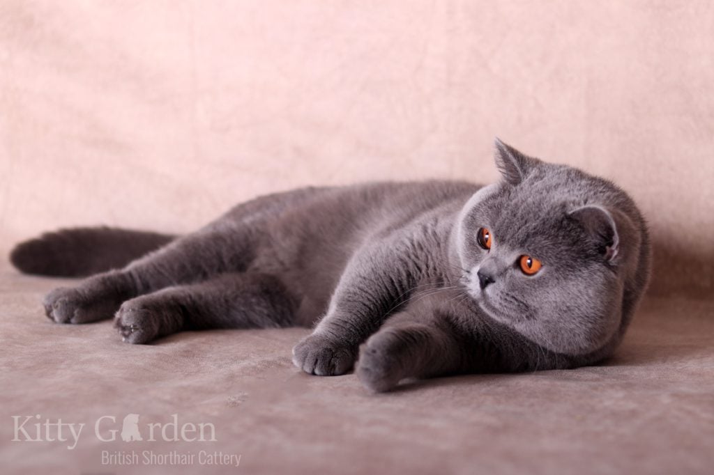 IC Gregor von Walder (DE)