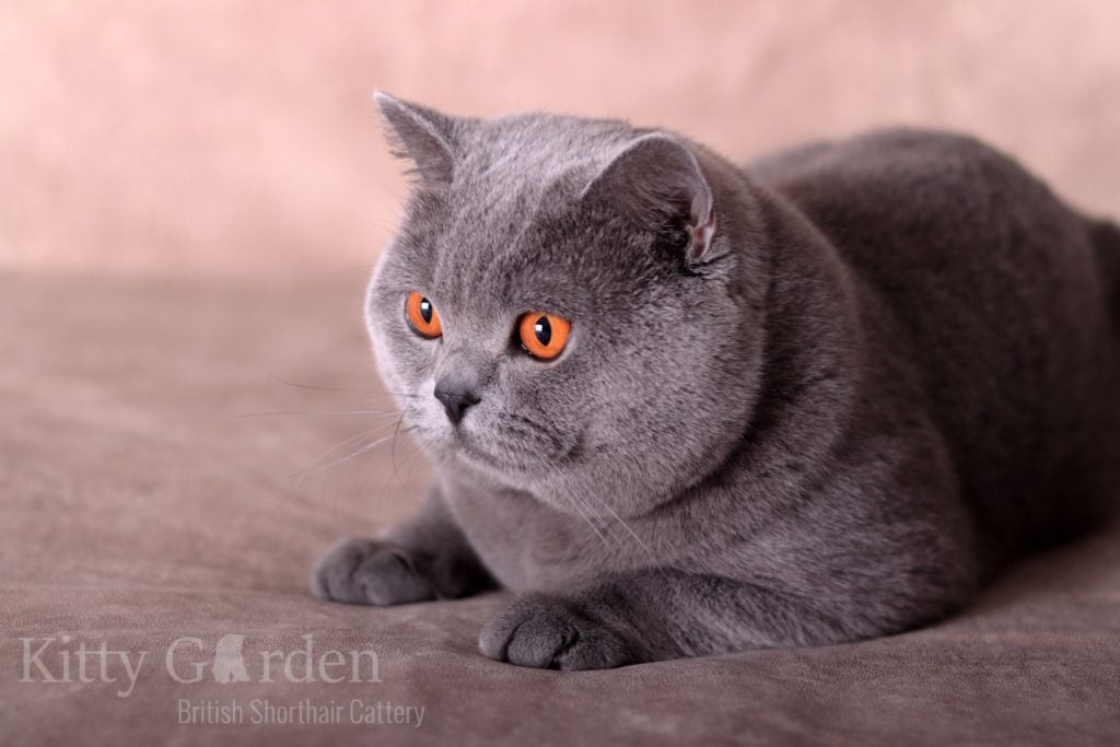 IC Gregor von Walder (DE)