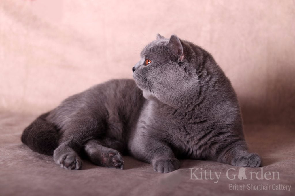 IC Gregor von Walder (DE)