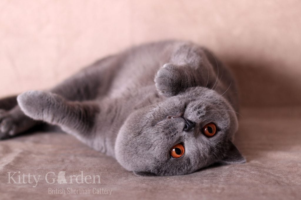 IC Gregor von Walder (DE)