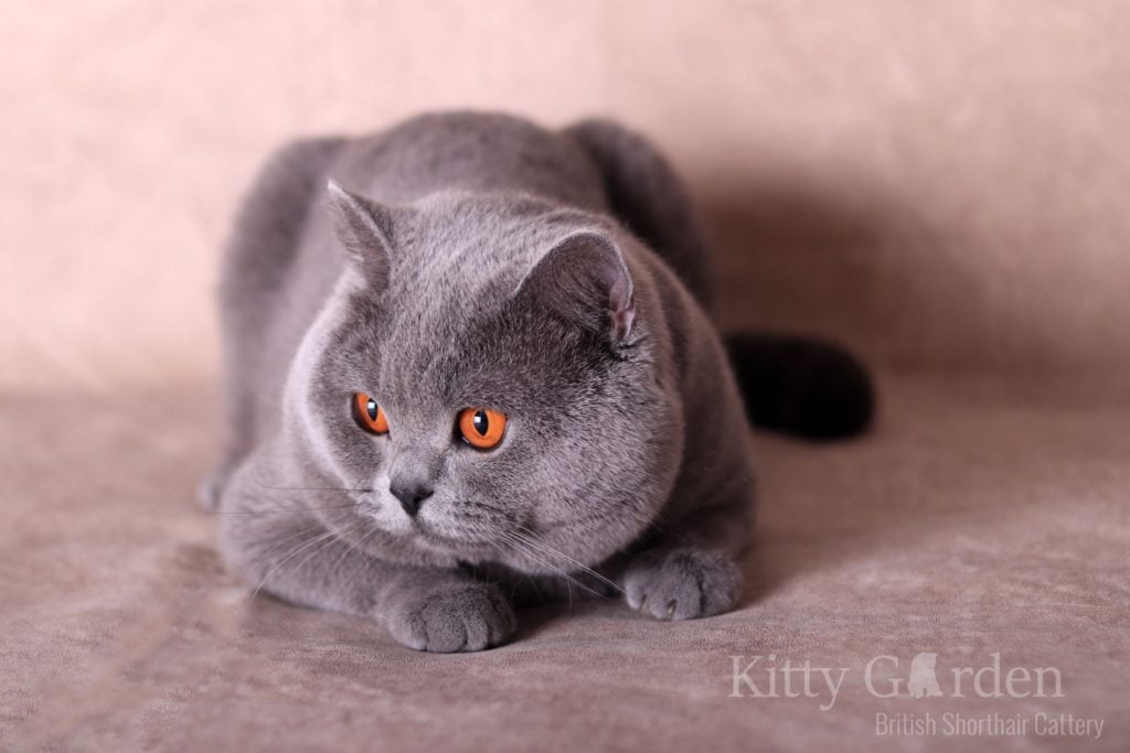 IC Gregor von Walder (DE)