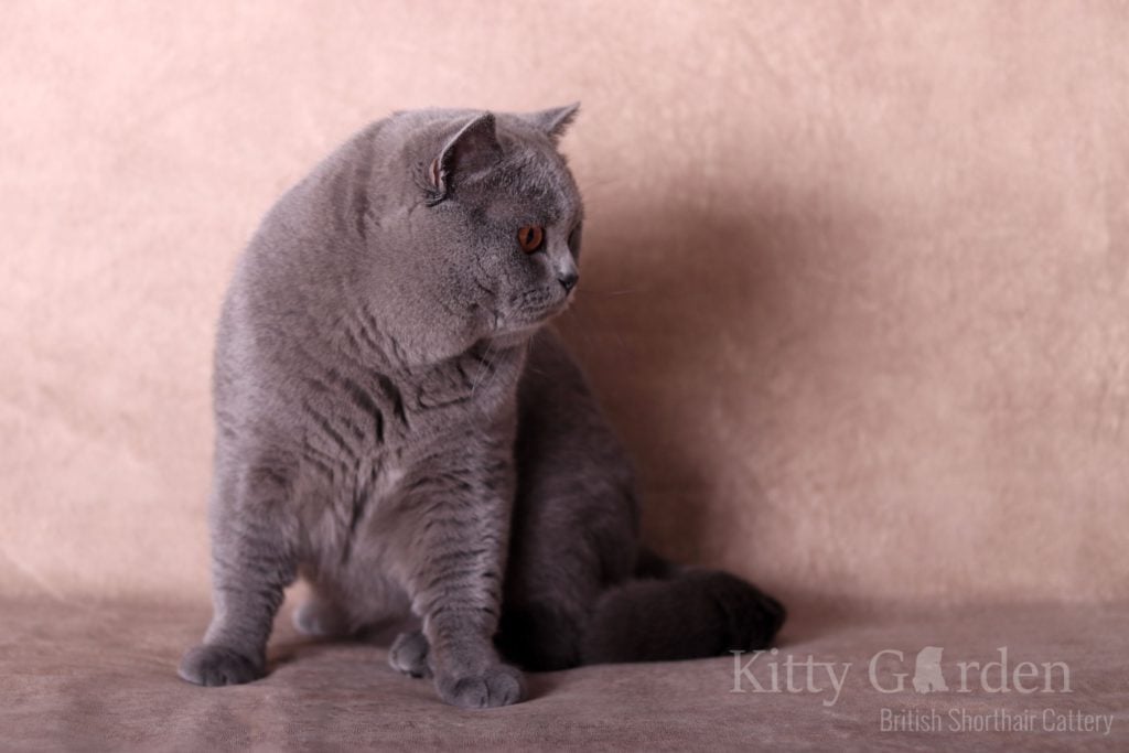 IC Gregor von Walder (DE)