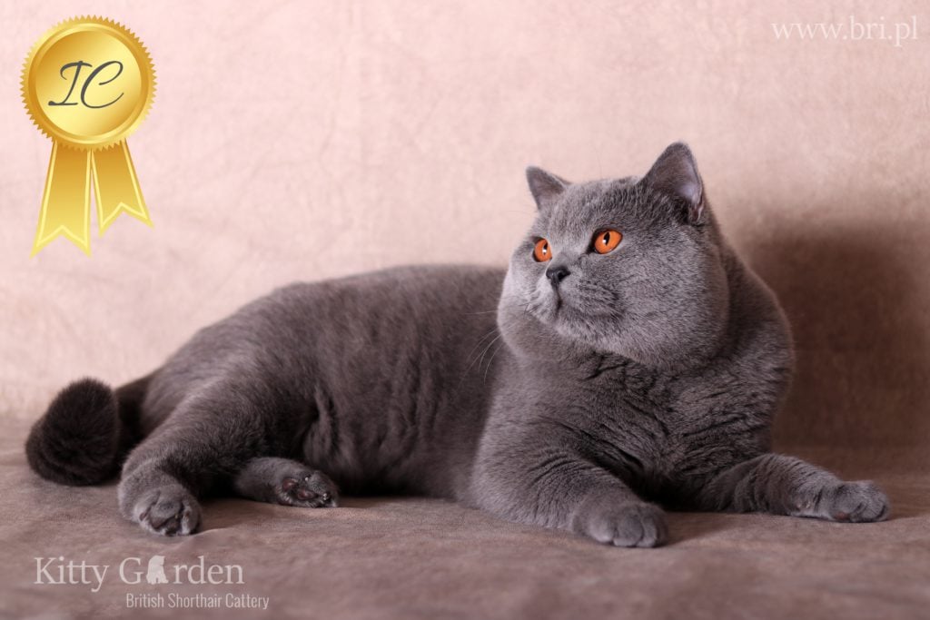 IC Gregor von Walder (DE)