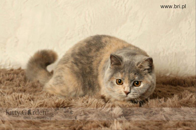 IC Molly Gwynns (DE) - KASTRAT