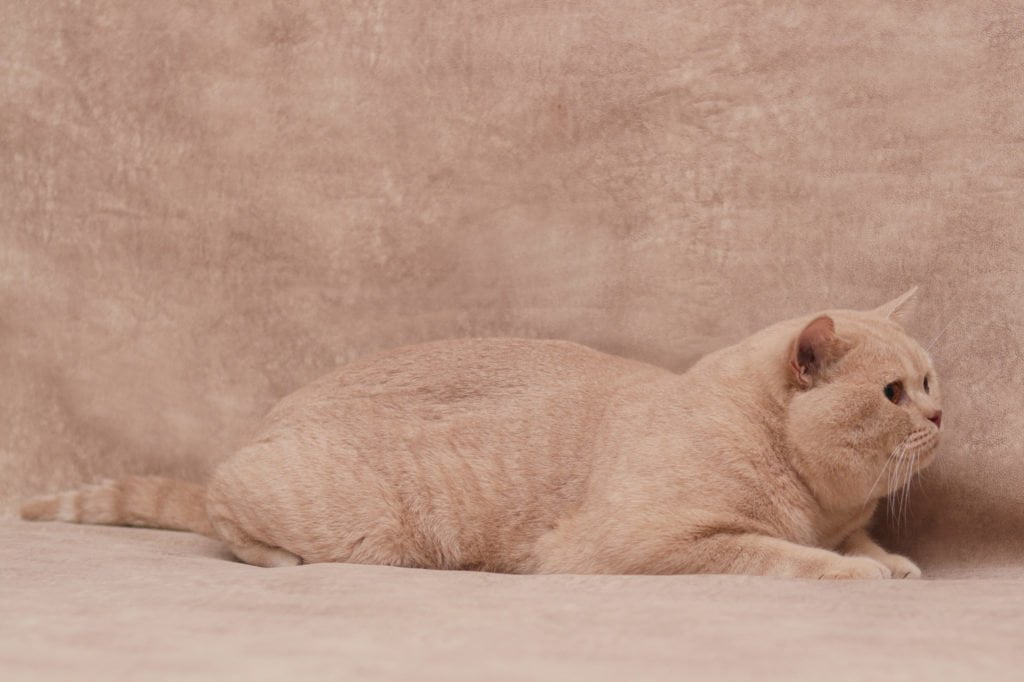 IC Vom Wernerwald Gabrio Tullio (DE)