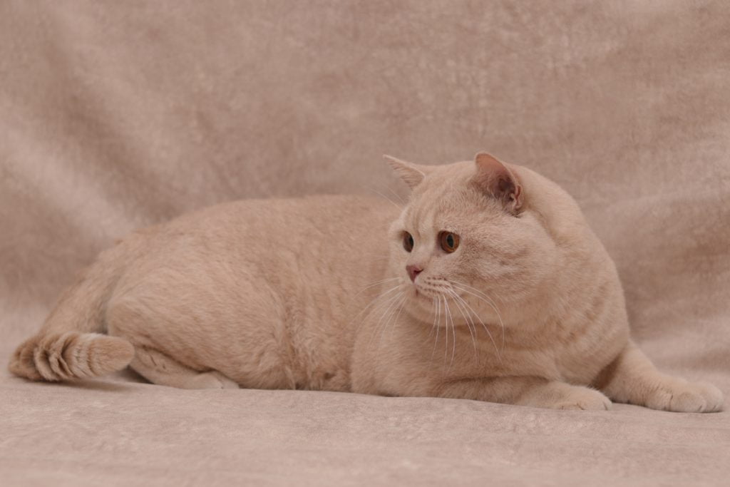 IC Vom Wernerwald Gabrio Tullio (DE)