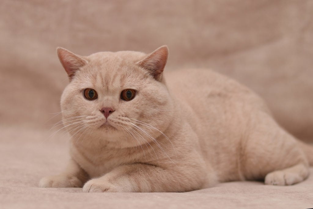 IC Vom Wernerwald Gabrio Tullio (DE)