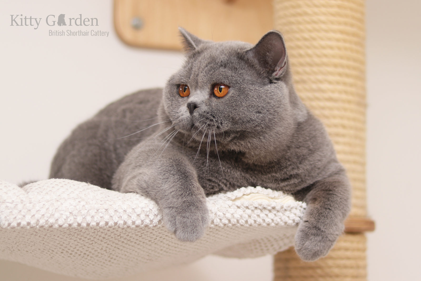 kot brytyjski niebieski