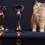Kot brytyjski z pucharami na wystawie