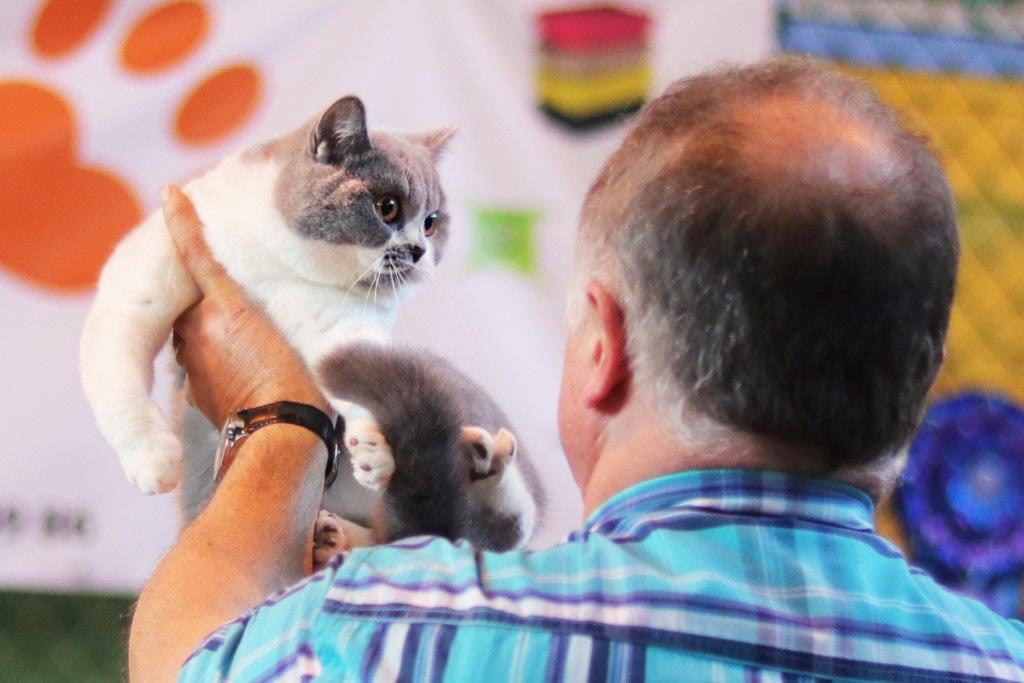 Międzynarodowa Wystawa Kotów Rasowych Szczecin 6-7.04.2019r