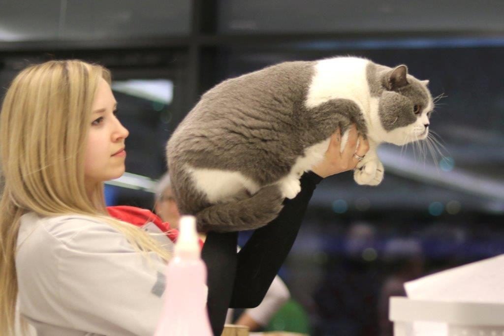 Międzynarodowa Wystawa Kotów Rasowych Warszawa 23-24.02.2019r