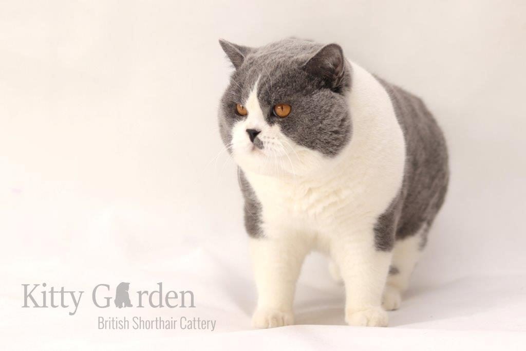 SC Vom Wernerwald Svarowskis Victor DVM (DE)