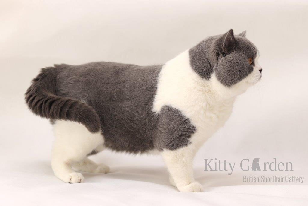 SC Vom Wernerwald Svarowskis Victor DVM (DE)