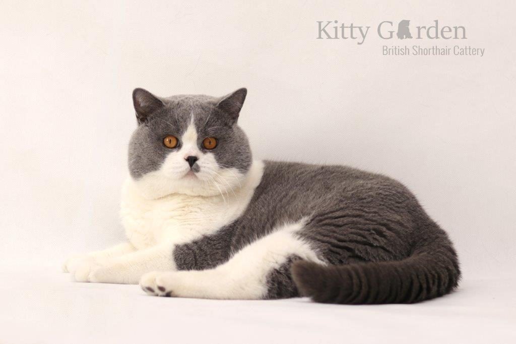 SC Vom Wernerwald Svarowskis Victor DVM (DE)