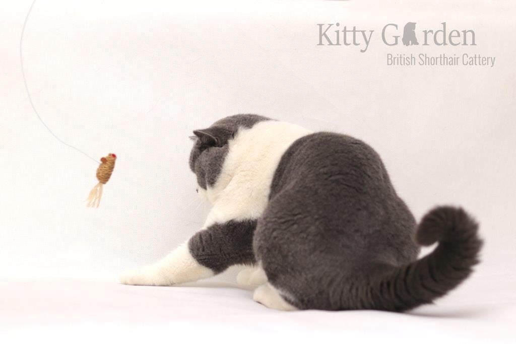 SC Vom Wernerwald Svarowskis Victor DVM (DE)