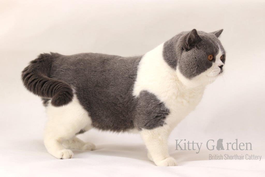 SC Vom Wernerwald Svarowskis Victor DVM (DE)