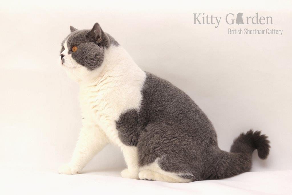 SC Vom Wernerwald Svarowskis Victor DVM (DE)