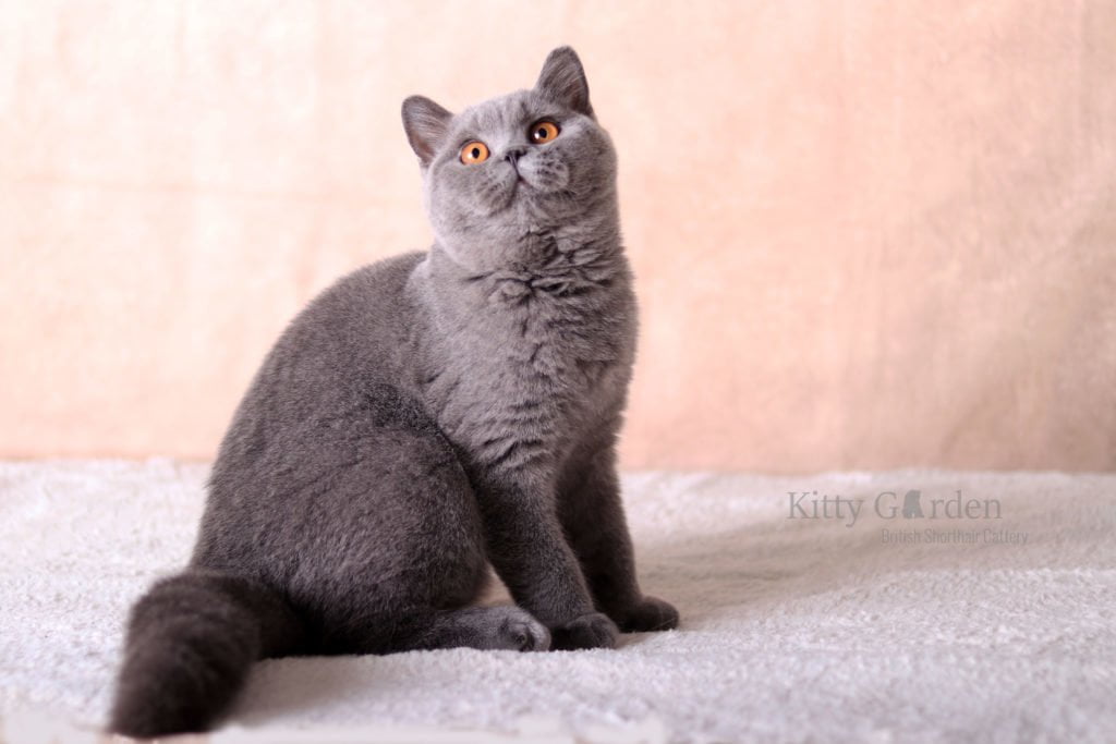 Isadora Empire of CatRU