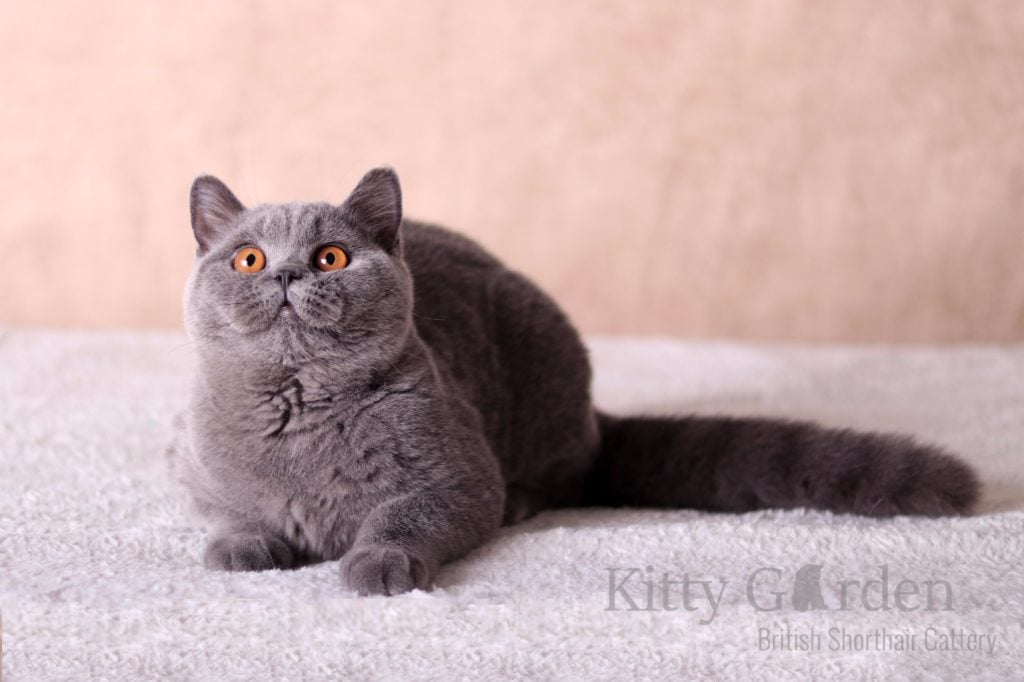 Isadora Empire of CatRU