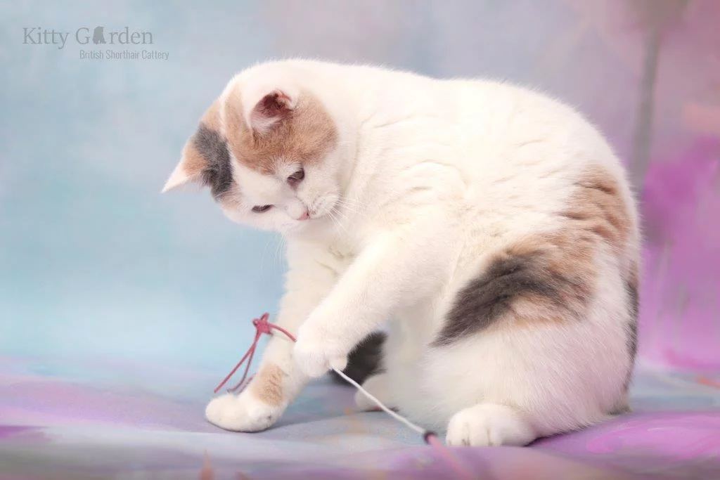 Amma Rosa Kitty Garden*PL