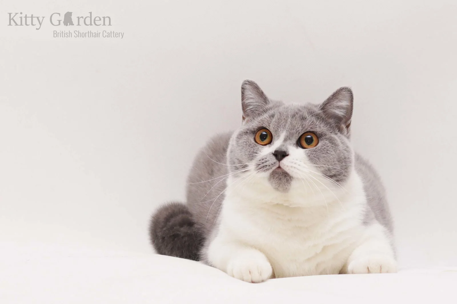 hodowla kotów brytyjskich wrocław