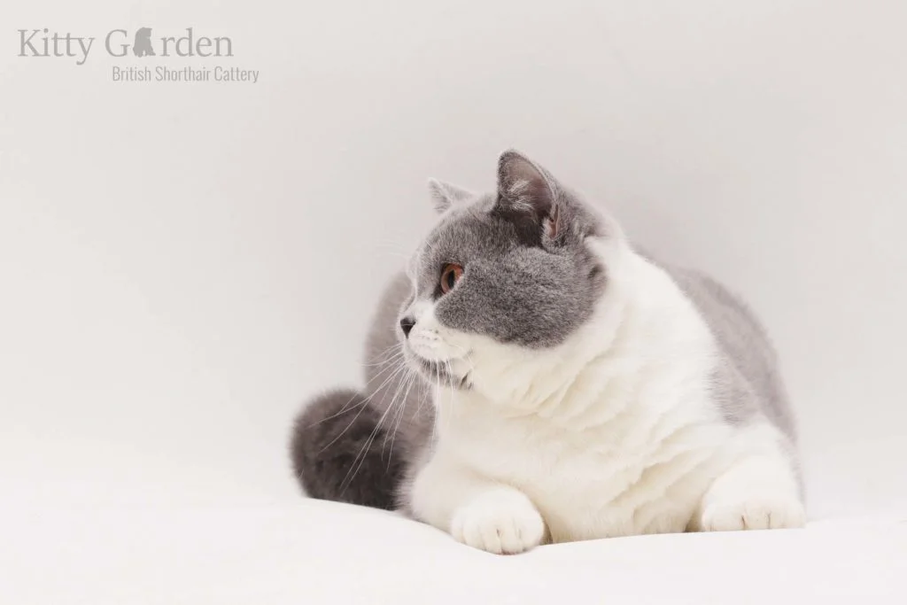 koty brytyjskie wrocław