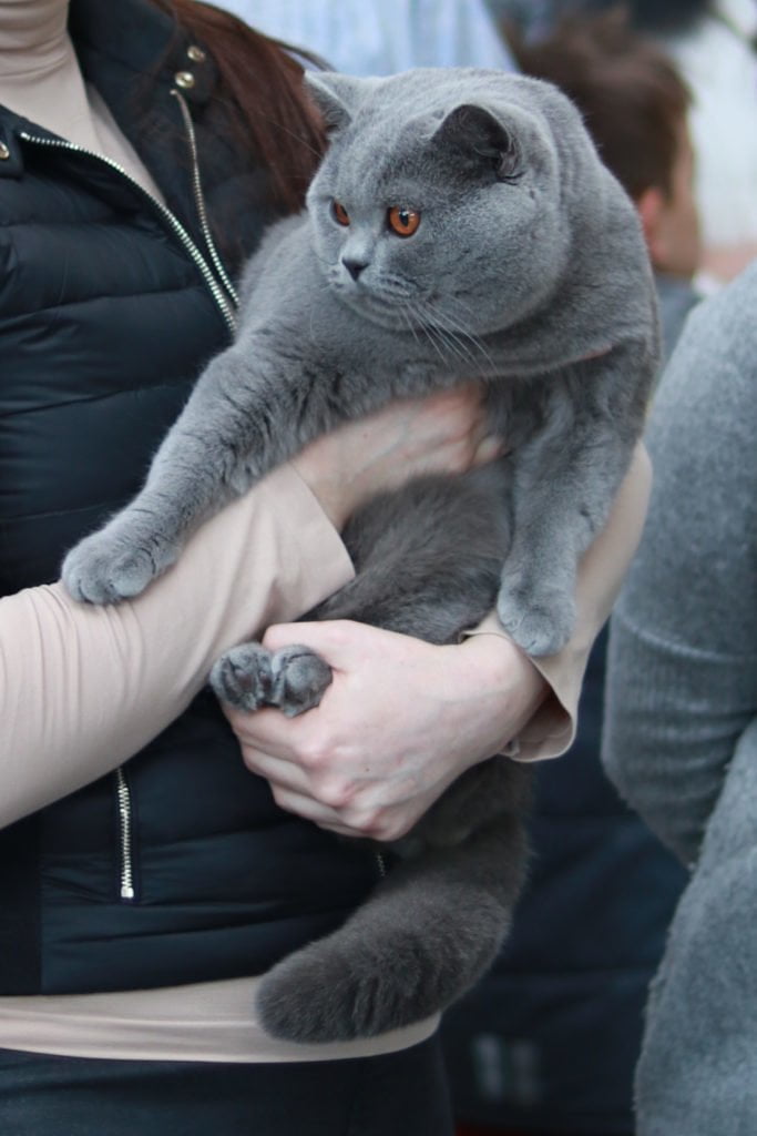 Fantastyczny występ naszych kotów na wystawie we Wrocławiu!!!