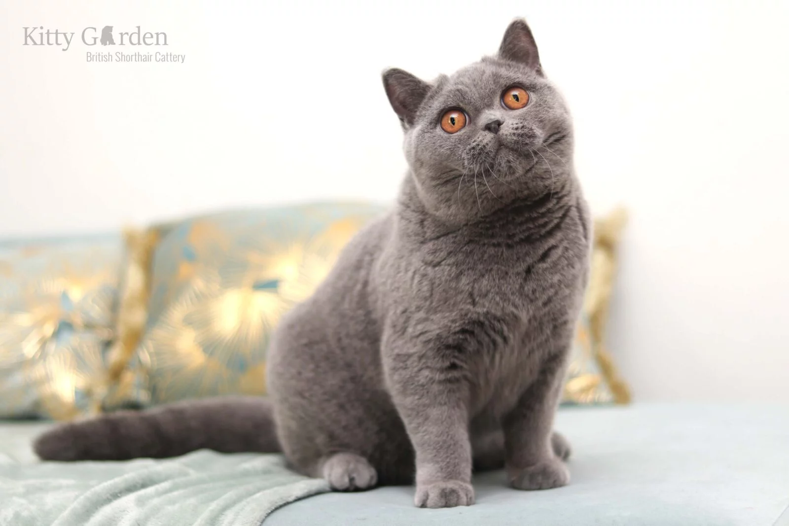 kot brytyjski niebieski hodowla